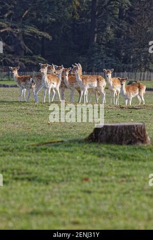 LYON, FRANKREICH, 24. Februar 2021 : EINE Hirschherde auf den Wiesen des Parc de la Tete d'Or. Der Park ist einer der größeren Stadtparks in Frankreich. Stockfoto