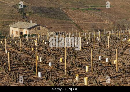 Weinberge Landschaft von Beaujolais, in der Nähe des Dorfes Fleurie Stockfoto