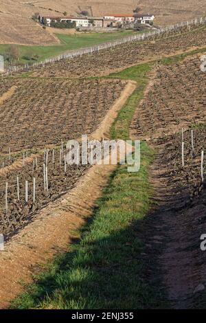 Weinberge Landschaft von Beaujolais, in der Nähe des Dorfes Fleurie Stockfoto