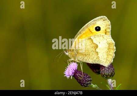 Großes Ochsenauge, Schmetterling, Tagfalter, (Maniola jurtina) Sitz auf Bluete Stockfoto