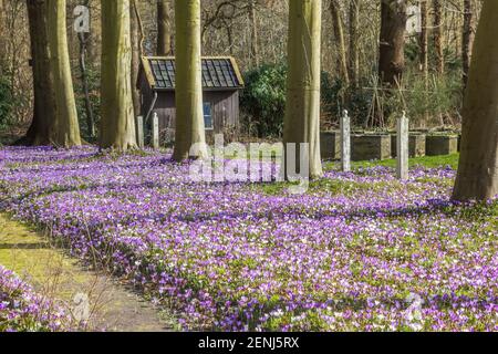Weiße und violette Krokusse im Park in Assen, Niederlande Stockfoto