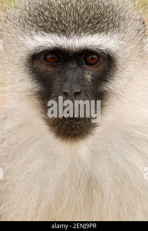 Gruene Meerkatze, Portraet, (Cercopithecus aethiops, Stockfoto