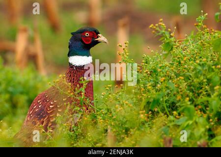 Fasan - (Phasianus colchicus), - Fasan - Jagdfasan Stockfoto