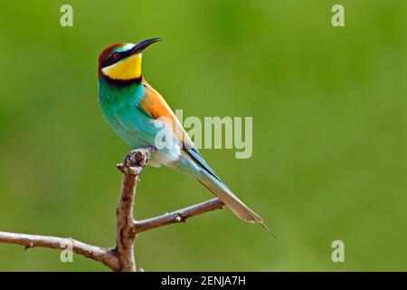 Bienenfresser, (Merops apiaste), Europäischer Bienenfresser, Stockfoto