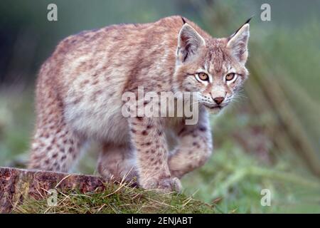 Junger Luchs, Lynx Lynx), Stockfoto