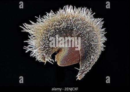 Malva moschata, Moschusmalve, Bisam-Malve, Nahaufnahme, Frucht mit Samen, Samen 1,5-2,0 mm lang Stockfoto