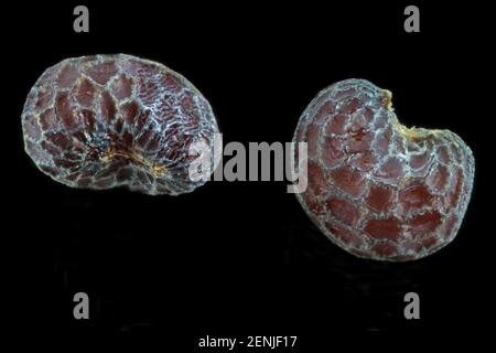 Papaver dubium, langköpfiger Mohn, Saat-Mohn, Nahaufnahme, Samen, 0,6-0,9 mm lang Stockfoto