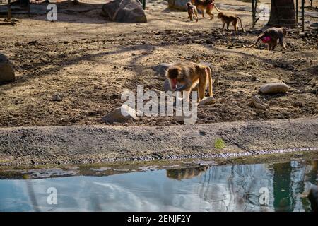 Hamadryas Pavian und Affen gehen in der Nähe des kleinen Teiches und suchen nach etwas zu essen und seine Reflexion auf Teich. Stockfoto