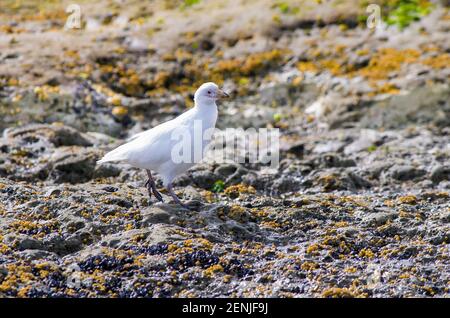 Snowy Sheathbill, Chionis alba, Peninsula Valdes, UNESCO-Weltkulturerbe, Patagonien, Argentinien. Stockfoto