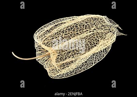 Physalis peruviana, Cape Stachelbeere, Kapstachelbeere, Nahaufnahme, Kelch Stockfoto