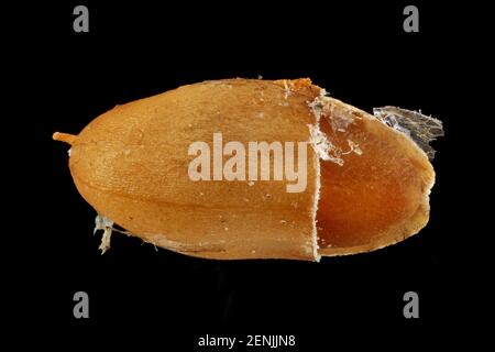 Plantago lanceolata, Ribworterbantain, Spitzwegerich, close up, Frucht mit Samen Stockfoto