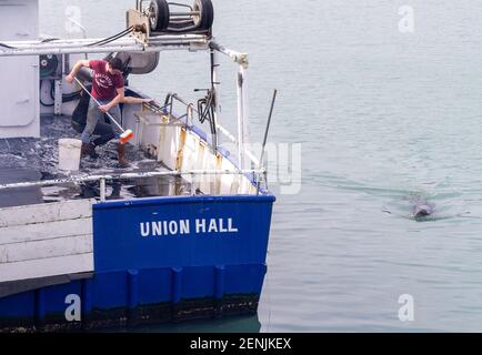 Deck Hand wäscht Trawler Deck während Gray Seal Halichoerus grypus schwimmt in der Nähe des Bootes. Stockfoto