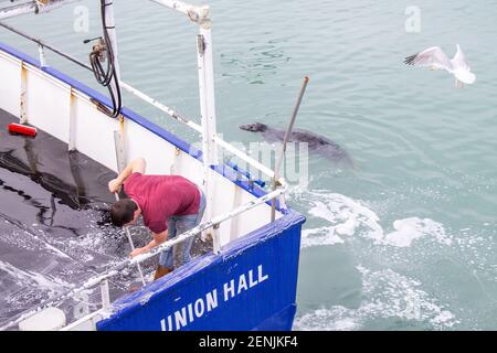 Deck Hand wäscht Trawler Deck während Gray Seal Halichoerus grypus schwimmt in der Nähe des Bootes. Stockfoto