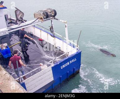 Deck Hand wäscht Trawler Deck während Gray Seal Halichoerus grypus schwimmt in der Nähe des Bootes. Stockfoto