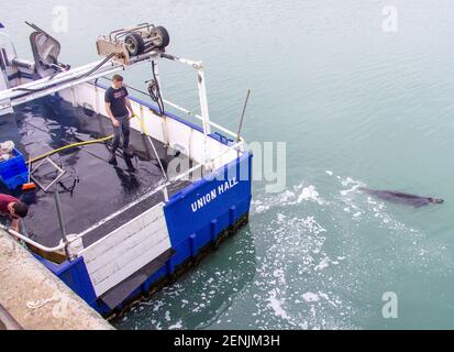 Deck Hand wäscht Trawler Deck während Gray Seal Halichoerus grypus schwimmt in der Nähe des Bootes. Stockfoto