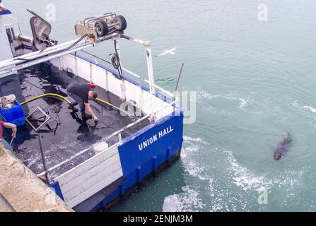 Deck Hand wäscht Trawler Deck während Gray Seal Halichoerus grypus schwimmt in der Nähe des Bootes. Stockfoto