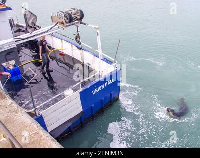 Deck Hand wäscht Trawler Deck während Gray Seal Halichoerus grypus schwimmt in der Nähe des Bootes. Stockfoto