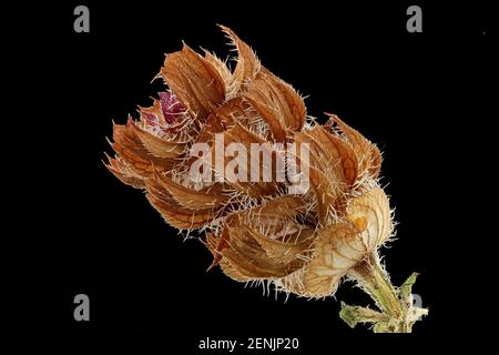 Prunella vulgaris, Gemeine Selbstheilung, kleine Braunelle, close up, Calyces mit Samen (Nutten) innen Stockfoto