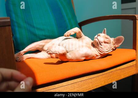 Eine kanadische sphynx-Katze, die in einer lustigen Pose sonnenbaden und im Sommer auf einem orangefarbenen Stuhl liegt. Schöne Glatze Katze liegt auf dem Rücken mit Pfoten oben. Katzen zu Hause. Stockfoto