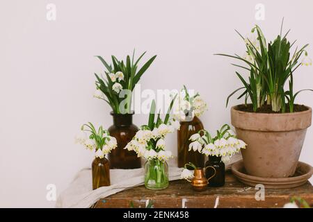 Frühlingspflanzen in Tontöpfen und weiße Blumen in Glasflaschen auf rustikalem Holz mit Textil im Zimmer. Ländliches Stillleben. Hallo Frühling. Gartenarbeit und botanik Stockfoto