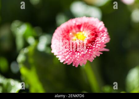 Bellis perennis, Serie „Tasso“, „Tasso Erdbeeren & Sahne“ Stockfoto