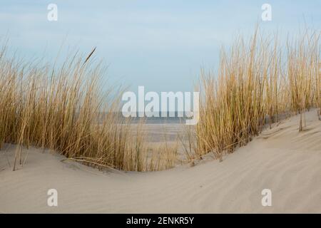 Blick auf Strand und Meer zwischen verwelkten Marram Gras wächst Im Winter auf einer Düne Stockfoto