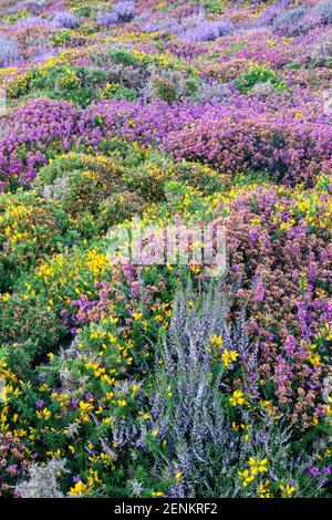 Heather und Gorse am Sychnant Pass, Nordwales Stockfoto