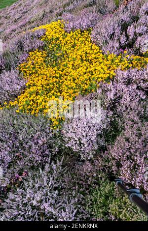 Heather und Gorse am Sychnant Pass, Nordwales Stockfoto
