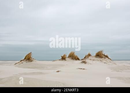 Dünenbildung: Kleine Dünen mit Marram Gras an einem windigen und weiten Strand unter einem grauen und bewölkten Himmel gewachsen Stockfoto