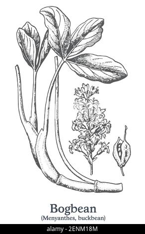 Bogbean. Vektor von Hand gezeichnete Pflanze. Skizze der alten Heilpflanze. Stock Vektor