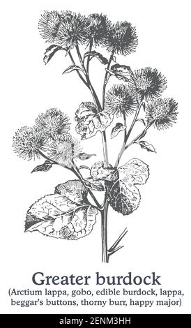Größere Klette. Vektor von Hand gezeichnete Pflanze. Skizze der alten Heilpflanze. Stock Vektor
