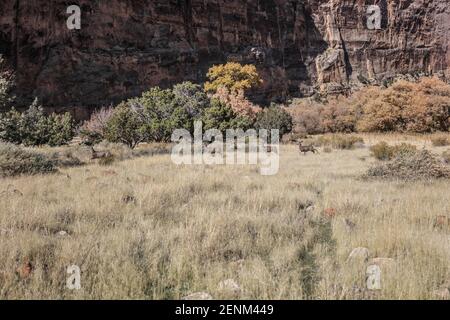 Eine aufregende Fahrt, gefolgt von ein paar Stunden Erkundung in dieser wunderschönen abgelegenen Landschaft namens Echo Park. Stockfoto