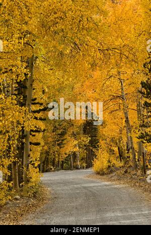 Aspen Bäume im Herbst Laub auf der Straße, die von North Lake in der Nähe von Bishop, der östlichen Sierra Nevada, Kalifornien, USA Stockfoto