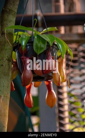 Nepenthes, eine räuberische tropische Pflanze, die im Gewächshaus an einem Baum hängt. Stockfoto