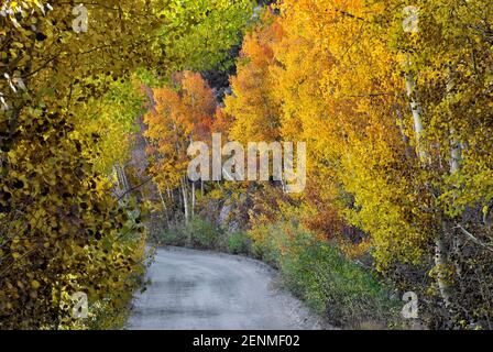 Aspen Bäume im Herbst Laub auf der Straße, die von North Lake in der Nähe von Bishop, der östlichen Sierra Nevada, Kalifornien, USA Stockfoto