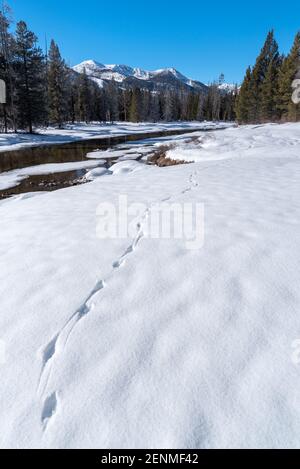 Coyote Tracks entlang Alturas Lake Creek, Sawtooth Mountains, Idaho. Stockfoto