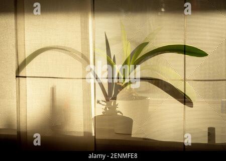 Schatten einer Orchidee hinter einem Vorhang Stockfoto