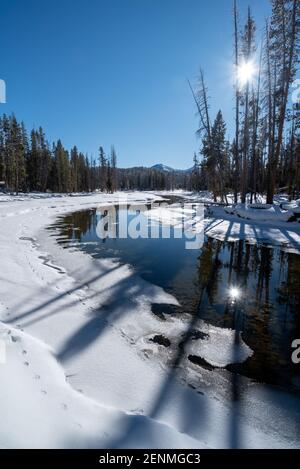 Coyote Tracks entlang Alturas Lake Creek, Sawtooth Mountains, Idaho. Stockfoto