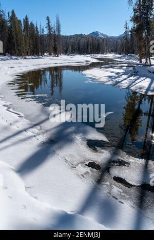 Coyote Tracks entlang Alturas Lake Creek, Sawtooth Mountains, Idaho. Stockfoto