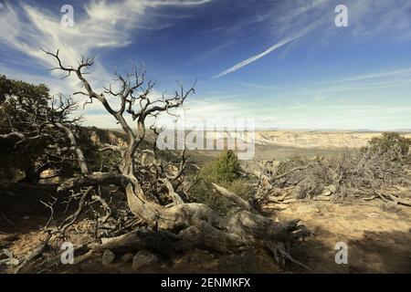 Dinosaur National Monument feiert Flüsse, Schluchten und Fossilien. Stockfoto