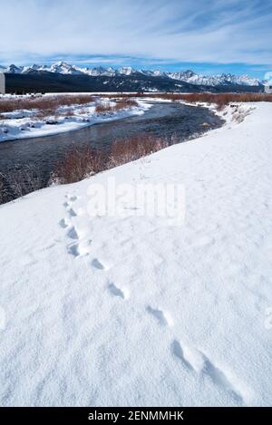 Coyote Spuren im Schnee, Sawtooth Mountains, Idaho. Stockfoto