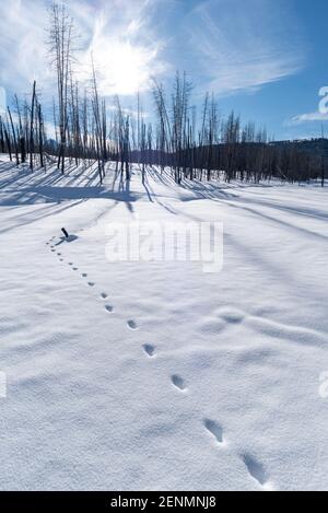 Coyote Spuren im Schnee, Sawtooth Mountains, Idaho. Stockfoto