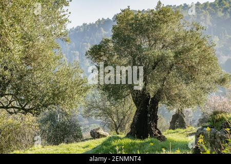 Alte Oliven- und Mandelbäume in den Judäa-Bergen, in der Nähe von Jerusalem, Israel, im Morgengrauen. Stockfoto