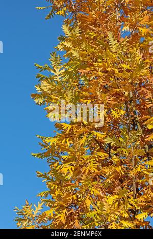 Blätter der englischen Eiche, Quercus robur, im Herbst Stockfoto