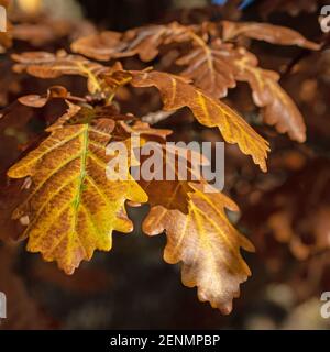 Blätter der englischen Eiche, Quercus robur, im Herbst Stockfoto