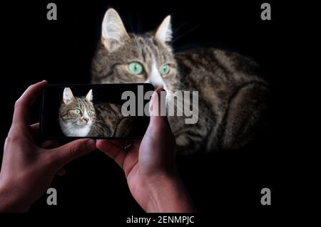 Mann, der eine gestreifte Katze in dezem Schlüssel fotografiert. Tabby Katze liegt auf schwarzem Hintergrund. Stockfoto