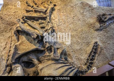 Dinosaur National Monument feiert Flüsse, Schluchten und Fossilien. Stockfoto