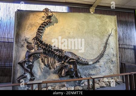 Dinosaur National Monument feiert Flüsse, Schluchten und Fossilien. Stockfoto