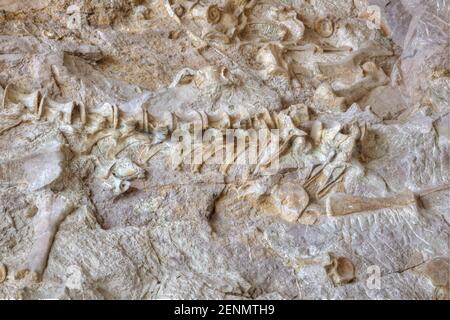 Dinosaur National Monument feiert Flüsse, Schluchten und Fossilien. Stockfoto