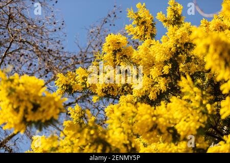 Blumen in Central London Stockfoto